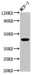 BDKRB2 Antibody