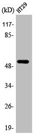 ADRB1 Antibody