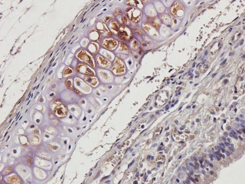 beta 2 Defensin Rabbit Polyclonal Antibody