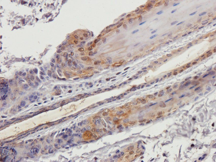 beta 2 Defensin Rabbit Polyclonal Antibody