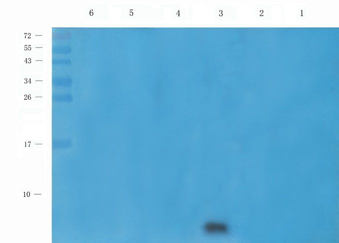 beta 2 Defensin Rabbit Polyclonal Antibody