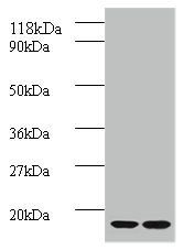 B2M Antibody