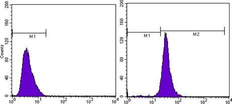 beta-Actin Antibody
