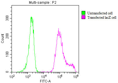 lacZ Antibody