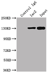 lacZ Antibody