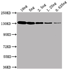 lacZ Antibody