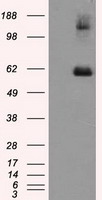 TUBB3 Antibody