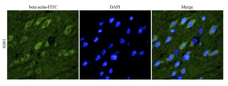 beta Actin Rabbit Polyclonal Antibody (FITC)