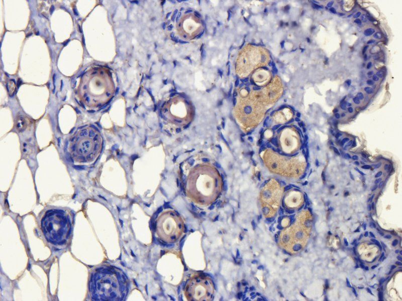 alpha MSH Rabbit Polyclonal Antibody