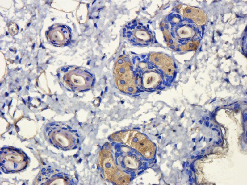 alpha MSH Rabbit Polyclonal Antibody