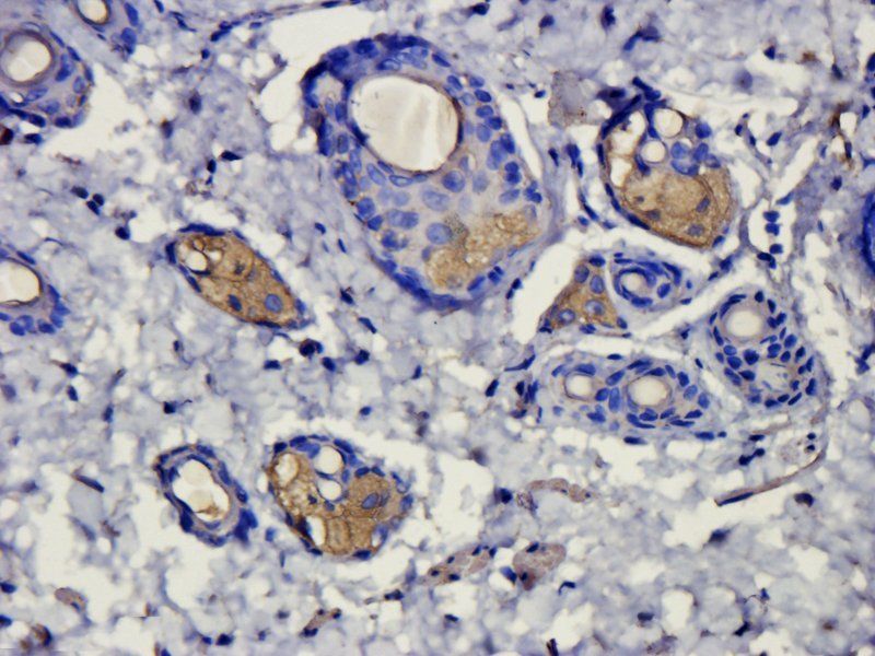 alpha MSH Rabbit Polyclonal Antibody