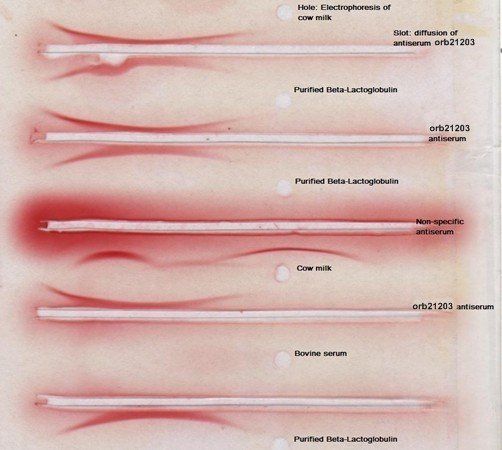 Rabbit Bovine beta lactoglobulin Antibody