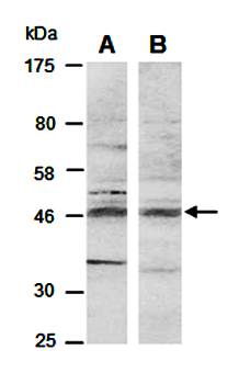 BHLHE40 (C) Antibody, Rabbit Polyclonal
