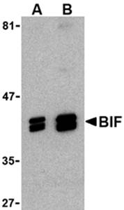 Bif Rabbit Polyclonal Antibody
