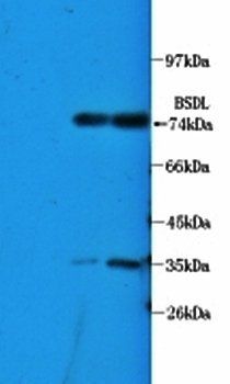 Bile salt-activated lipase Rabbit Polyclonal Antibody
