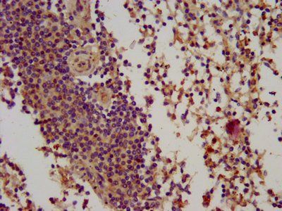 BIN2 Antibody