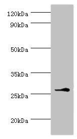 BIRC8 Antibody