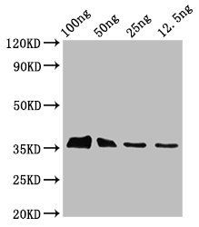 BLLF3 Antibody