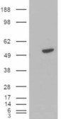 BLNK/SLP-65 Antibody
