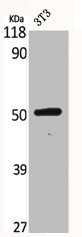 BMP3 Antibody