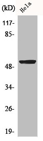 BMP3 Antibody