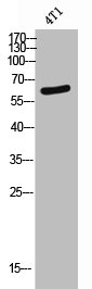 BMP6 Antibody