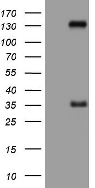 BNIP1 Antibody