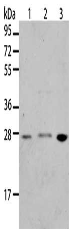 BNIP1 Antibody