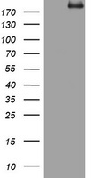 BOB1 Antibody