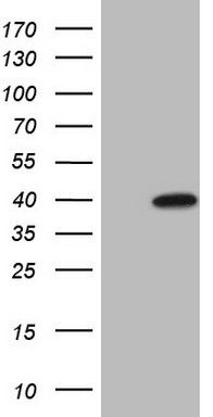 BOB1 Antibody
