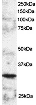 BOB1/OCAB/OBF1 Antibody