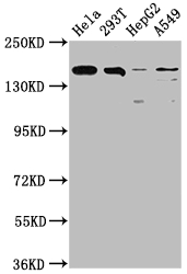 BRD4 Antibody