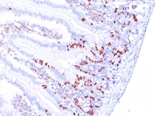 Bromodeoxyuridine (BrdU) (Proliferation Marker) Antibody