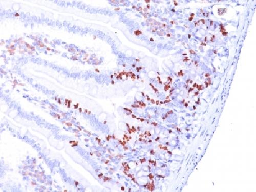 Bromodeoxyuridine (BrdU) (Proliferation Marker) Antibody