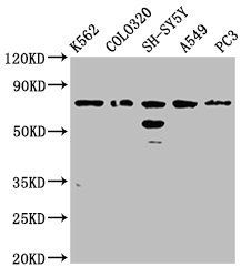 BRINP3 Antibody