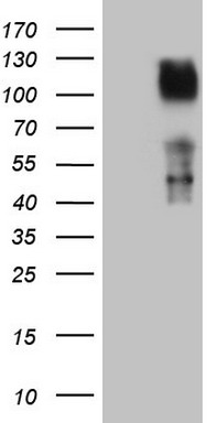 MCPH1 Antibody