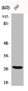BRMS1 Antibody