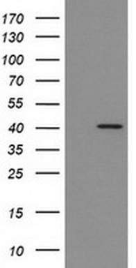 BRMS1L Antibody
