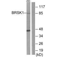 BRSK1 Antibody