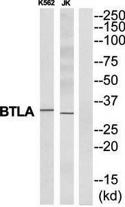 BTLA Antibody