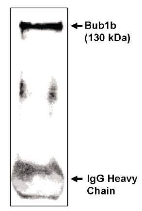 Sheep Mouse Bub1 beta-CT Antibody