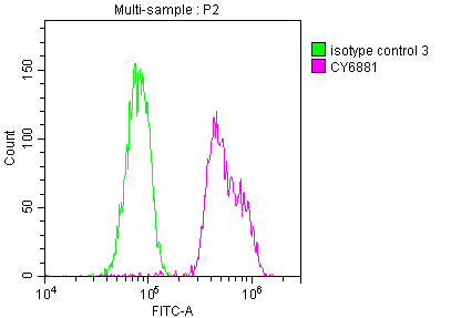 BUB1B Antibody