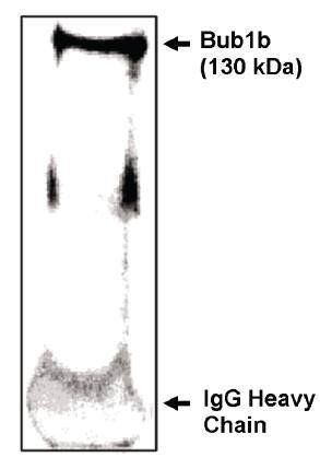 Sheep Mouse Bub1 beta-IN Antibody