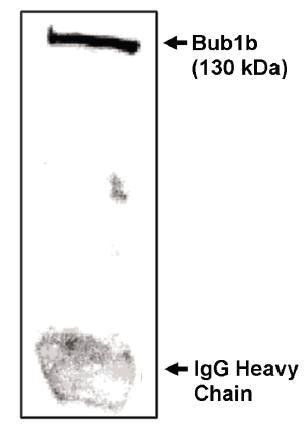 Sheep Mouse Bub1 beta-NT Antibody