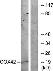COX42 Antibody