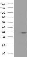 BubR1 Antibody