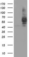 BubR1 Antibody