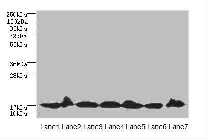 BUD31 Antibody