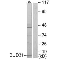 BUD31 Antibody