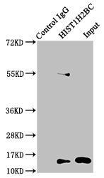 HIST1H2BC Antibody